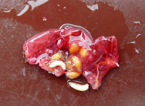 Currant fruit fly larvae